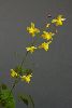 <em>Epimedium pinnatum ssp colchicum x. flavum</em>